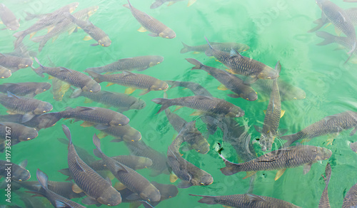 Foto There are many Japanese carp fish swimming in the water