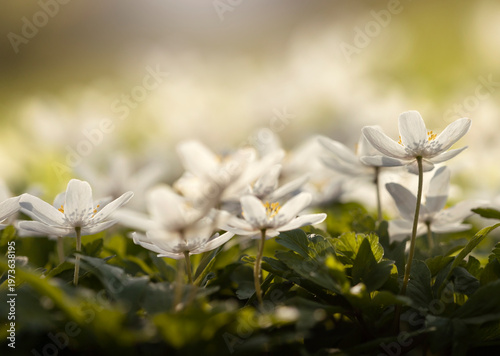 Białe zawilce gajowe kwitnące w lesie wiosną, miękkie światło słoneczne, tło natury.