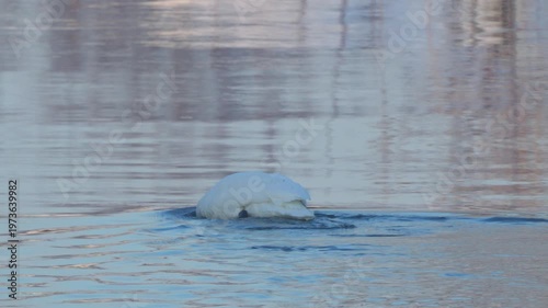 Close-up of a mute swan (Cygnus olor) swimming in a pond. The bird paddles and dives for food. Slow motion.