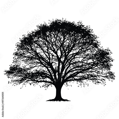 Detailed silhouette of a large spreading oak tree