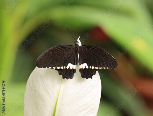 Kleiner Mormon - Common Mormon