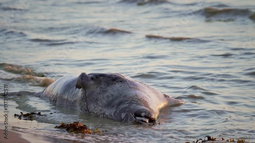 Sandy Coast At Dusk, Dead Seal Resting On Beach As Daylight Fades Away, Secluded Shoreline Hosts Deceased Seal Amidst Gentle Waves And Fading Sunlight
