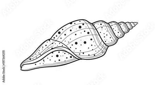 Detailed black and white line drawing of an elongated spiral seashell with delicate patterns and tiny dots.
