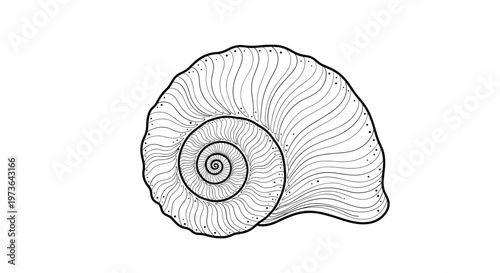 Detailed black and white line drawing of a spiral snail shell featuring intricate ridges and natural patterns.