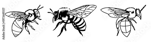 Geometric honeybee profile set with black line art on white background featuring honeybee, geometry, line art with vector and illustration