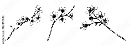 Cherry blossom twig set with clean black line art illustration against white background featuring cherry blossoms, tree twig, spring with minimalist and vector