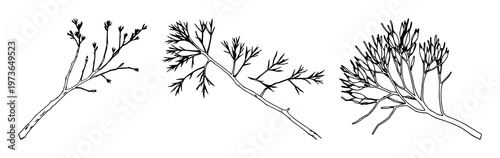Eucalyptus branch set with black line art on white background featuring eucalyptus leaf, branch silhouette, botanical illustration with minimalist and outline