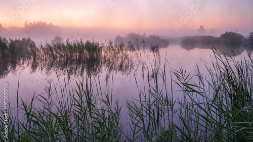 Fotografía A tranquil scene of reeds at dawn, with soft purple and green hues reflecting on the calm water