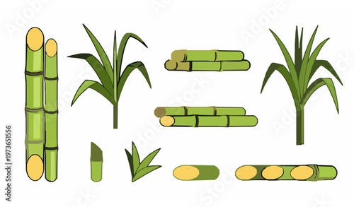 Sugarcane icon collection vector sweet crop plant cartoon set isolated on white background