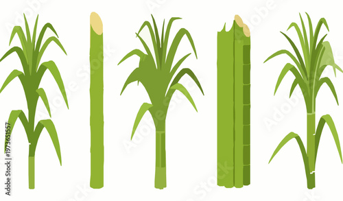 Sugarcane cartoon icon set vector sweet plant and cane stalk illustration isolated on white
