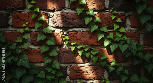Red brick wall partially covered with vibrant green ivy foliage