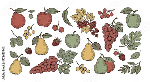 Hand-Drawn Assortment of Fruits and Berries: Apples, Pears, Grapes, Strawberries, Currants