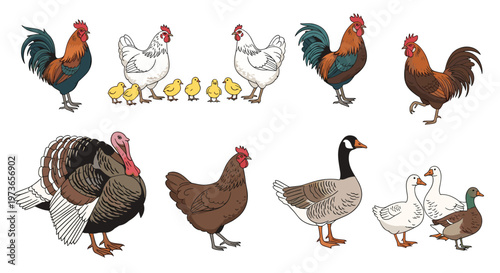 Wide variety of farm poultry including roosters hens chicks a large turkey and different types of ducks in a group set.