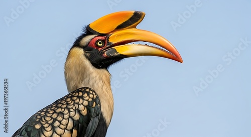 A vivid hornbill bird with striking beak and colorful plumage