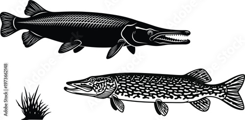 Two detailed black and white illustrations of predatory pike fish isolated on a white background