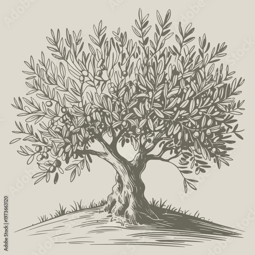 Hand-drawn illustration of a mature olive tree on a grassy hill