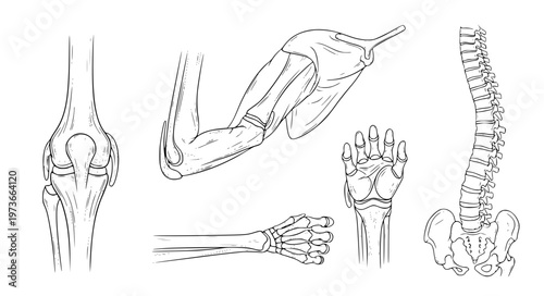 Joint Anatomy Breakdown Vector with Knee Shoulder Spine and Elbow