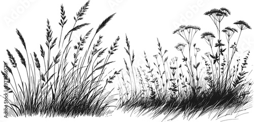 Line art sketch drawing of wild grasses and flowering plants. On the left, tall slender grass blades with seed heads rise vector svg