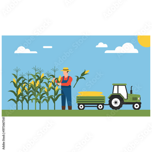 Farmer harvests corn with tractor in a sunny agricultural field landscape