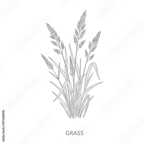 detailed grass illustration growing naturally presented as a monochrome botanical line art drawing perfect for nature-themed designs
