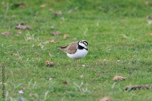 Little Ringed Plover(Charadrius dubius). The dreamer