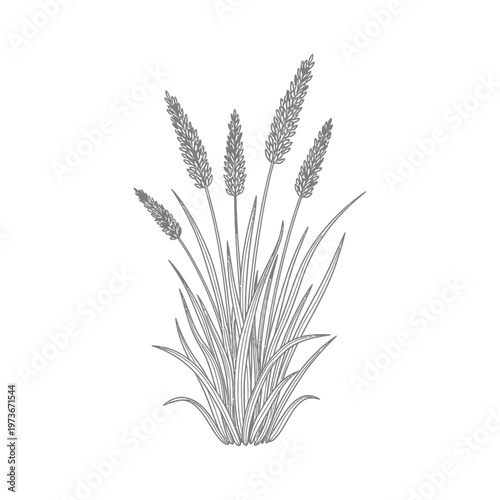 plantain plant botanical illustration of wild grass ideal for herbal medicine and organic nature designs.
