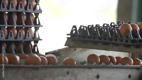 Fresh brown eggs moving along an automated conveyor belt system in a modern poultry facility. Industrial egg collection, agricultural technology, and commercial food production