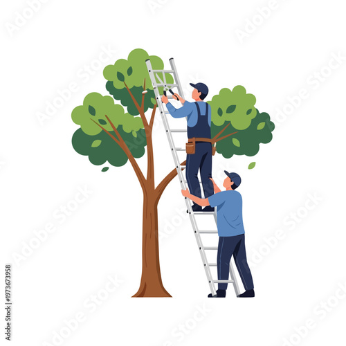 Two men pruning tree in teamwork with ladder in daytime for landscaping