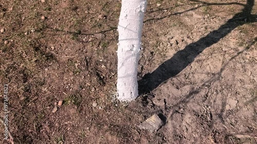 A tree with a white trunk stands in a park. The ground around the base is bare and dry. This location has no grass or plants nearby. The sun shines on the area during the day.