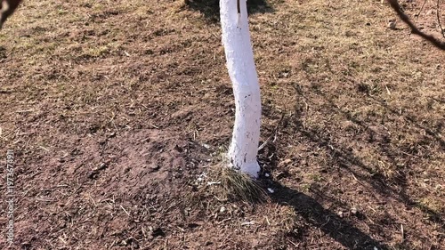 A tree with a white trunk stands in a park. The ground around the base is bare and dry. This location has no grass or plants nearby. The sun shines on the area during the day.