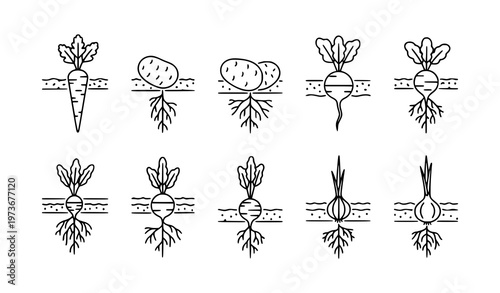 Minimal Root Vegetable Underground Line Icons Agricultural Vector Collection