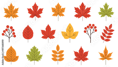 Beautiful collection of fifteen different colorful autumn leaves and berries in red orange yellow and green fall tones.