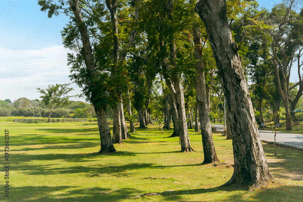 Obraz premium Tree lined park with green lawn and sunlight, peaceful outdoor walkway