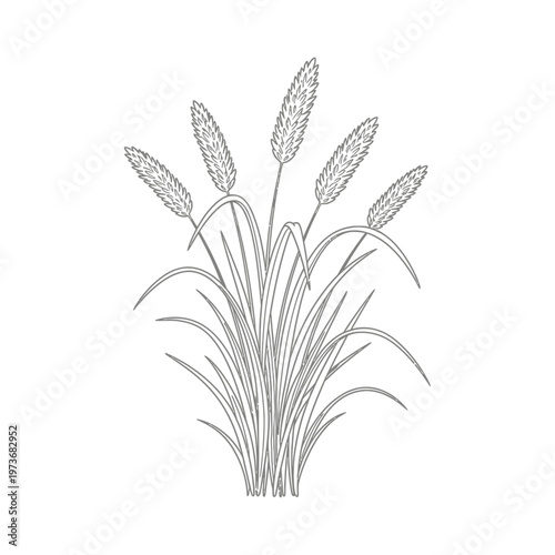 minimalist botanical line art illustration of cereal grass with five seed spikes a natural organic design element.