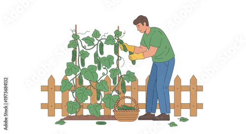Gardener harvesting cucumbers from a trellis in a backyard garden, basket full of produce