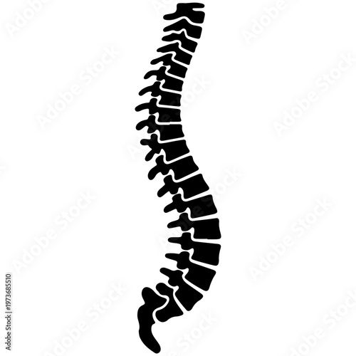Illustration of the human vertebral column showing spinal curvature and vertebrae alignment