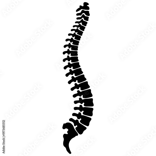 Anatomical illustration of the human vertebral column viewed from the rear perspective