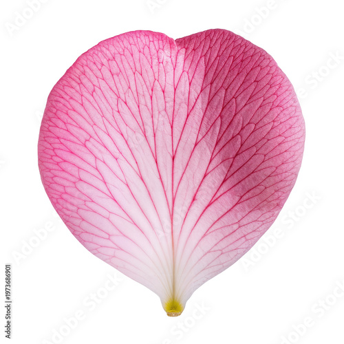 Isolated macro close-up of a pink petal