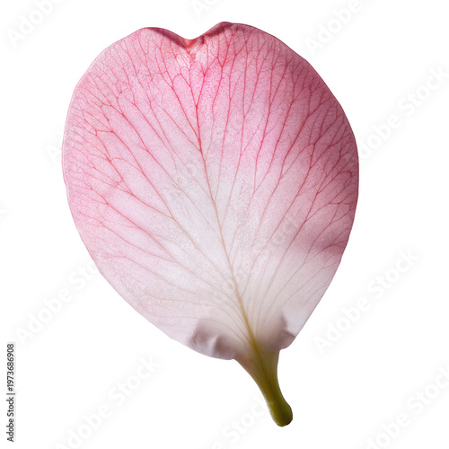 Isolated macro close-up of a pink petal