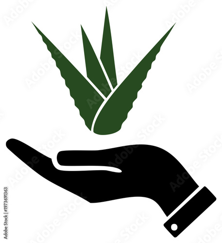 Black hand holding green aloe vera plant. Symbol for natural healthcare, wellness, and organic ingredients.