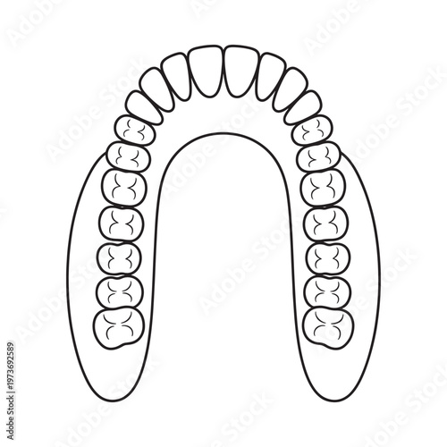 Illustration of a complete set of human teeth in an arch formation