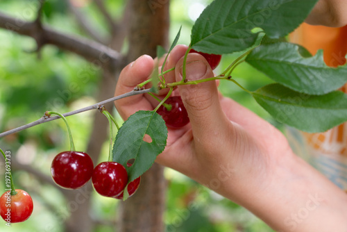 Preteen boy picking cherry berries from tree in domestic garden.