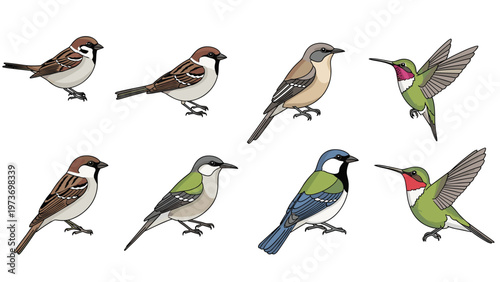 Set of different bird species including sparrows, tits, and hummingbirds illustrated with detailed colors and patterns for study.