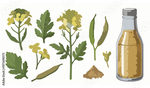 Botanical mustard plant vector with flowers leaves seeds and condiment bottle realistic illustration set
