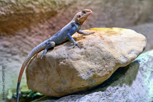 Namib rock agama in the zoo