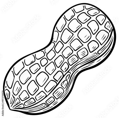 Line Art Illustration of a Peanut Shell with Visible Segments and Texture
