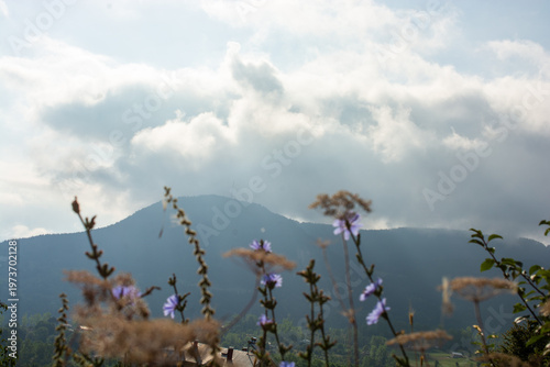 Beautiful wild flower in view