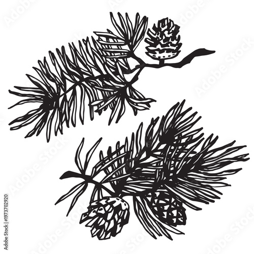 Two black and white vector pine branches