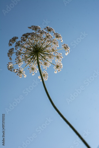 Beautiful wild flower in view