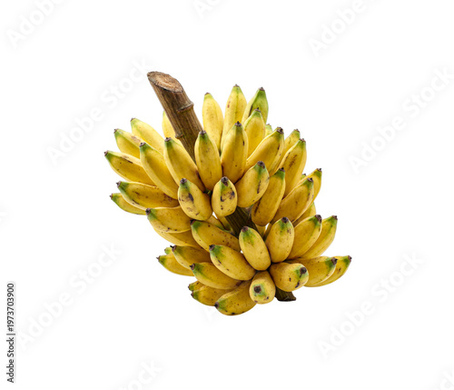 Large bunch of ripe baby bananas or lady finger bananas isolated on white background
